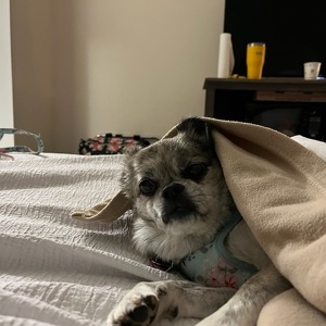 Fundraising Page: Susan Messier